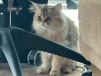 NY1133 SILVER BRITISH SHORTHAIR VE NY25 GOLDEN BRITISH LONG