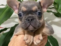 Egzotik French Bulldog Bebekleri