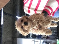Maltipoo oğullarıma yuva arıyorum