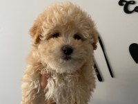 Sağlıklı dişi maltipoo
