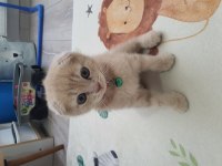 2 Aylık Erkek Scottish Fold