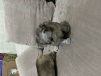Bayram şeker kedilerim minik dostlarımız