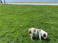 English Bulldog Egzotik Tri Merle