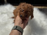 Petmode köpek çiftliğinde ziyarete açık kore toy poodle