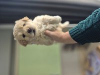 Maltipoo yavrum 55 günlük