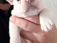 Aşılı Karneli Irk Garantili Fransız Bulldog