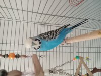 Ele Alışık Jumbo Muhabbet Kuşu Erkek 1 Yaşında