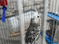 8 Aylık Renk Güzeli Sultan Papağanı