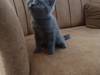 Safkan kaliteli blue ve bluepoint british shorthair yavrular