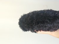 Poodle (black poodle)