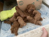 Mersin Kore Kanı Mini Poodle 1.sınıf
