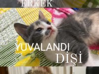 ACİL KALICI YUVA ARANIYOR SOKAĞA ATILIYORLAR
