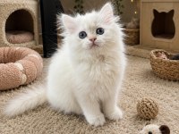 Prenses british longhair kedimiz ÇORAP