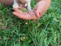 Dişi 3 aylık chihuahua