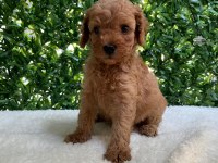 Kilo ve Boy Garantili Toy Poodle Yavrularım