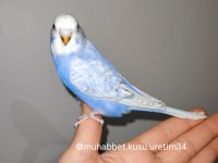 TÜM İSTANBUL İLÇELERİNE ADRESE TESLİM MUHABBET KUŞU