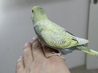 Alıştırmalık Rainbow ve Çek Muhabbet Kuşu Yavrular