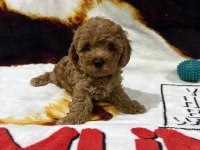Toy poodle yavruları