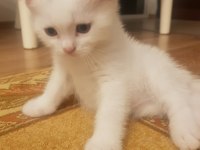 Yavru British Shorthair