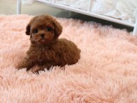 Antalyanın en sevimli toy poodle bebek yüzlü yavruları