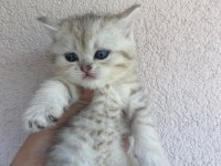 British shorthair