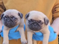 A KALİTE SIFIR BURUN PUG BEBEKLER