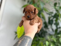Toy Poodle kore kan