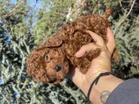 Yine efsane poodle yavrularımız hazır