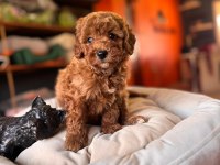 Safkan Poodle Yavru Köpekler