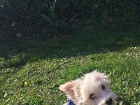 Maltese terrier sahiplendirilecektir