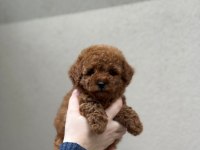 Kore Kan Poodle Bebekleri