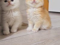 British shorthair yavrular üst kalite show her kodda yavru