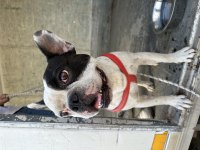 Korsan french bulldog