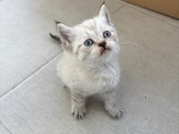 Birbirinden Güzel British Shorthair Bebeklerimiz