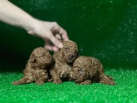 Toy poodle köpekleri