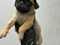 Irk Ve Sağlık Garantili Pug
