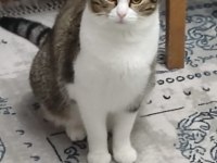 1 yaşında kısır tekir