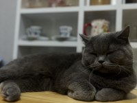 British shorthair dişi kedimiz
