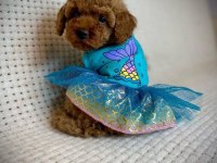 TOY POODLE YAVRULARI