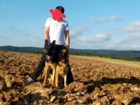 Sahibinden satılık Maskeli Alman kurdu orijinal