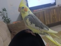 Satılık 3 Buçuk Aylık Sultan Papağanı