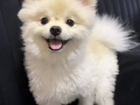 Uygun puan pomeranian