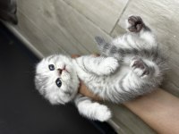 Scottish Fold Safkan