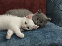 5 tatlı british shorthair yavru