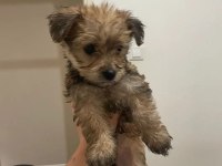 Morkie terrier yavrular