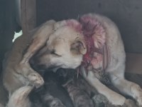 Yavru Kangallar Yeni Doğum