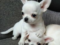 Teacup KAR BEYAZ chihuahua bebekleri GELDİ