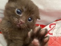 Scottish Fold Erkek Yavru Yeni Yuvasını Arıyor