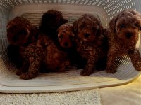Petmode köpek çiftliğinden redbrown toy poodle yavrular