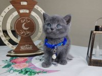 Dişi erkek british shorthair mevcuttur